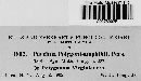 Puccinia polygoni-amphibii var. polygoni-amphibii image