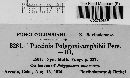 Puccinia polygoni-amphibii var. polygoni-amphibii image