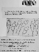 Puccinia porphyrogenita image