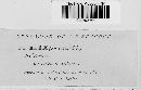 Puccinia recondita image