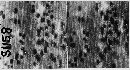 Puccinia recondita image