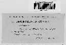 Puccinia recondita image