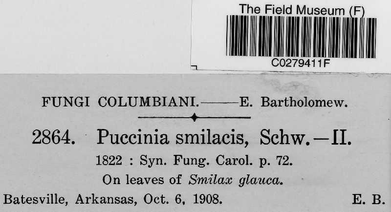 Puccinia smilacis image