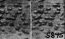 Puccinia sorghi image