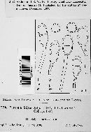 Puccinia stipae image