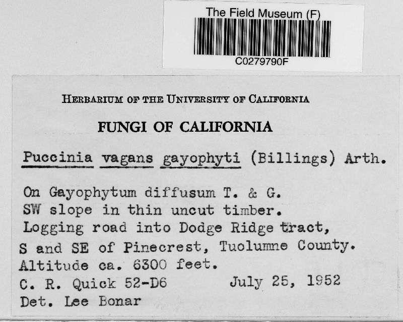 Puccinia vagans var. gayophyti image