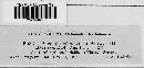 Puccinia windsoriae image