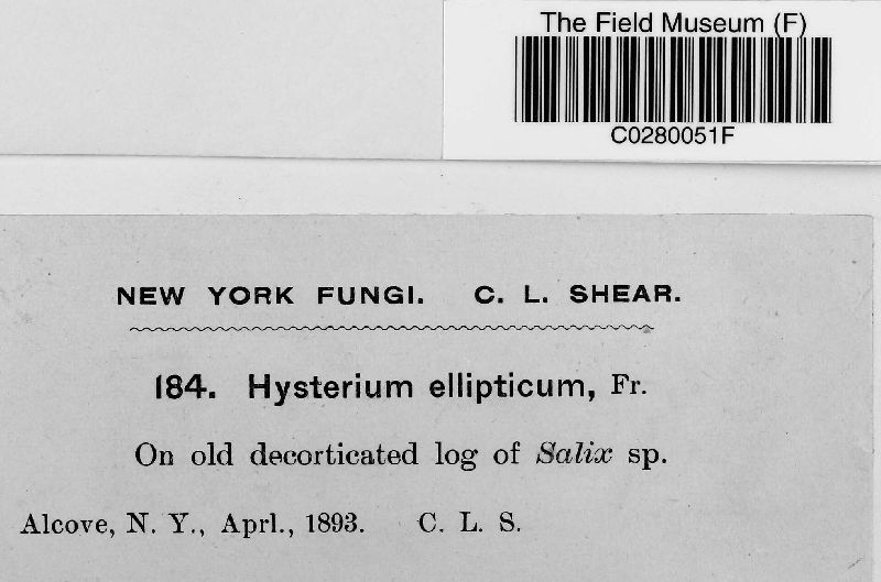Hysterium ellipticum image
