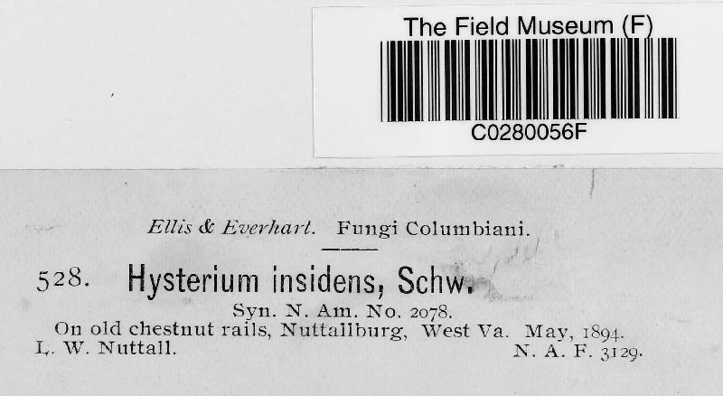 Hysterium insidens image