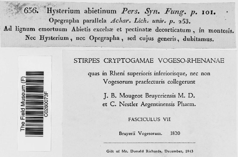 Hysterium abietinum image