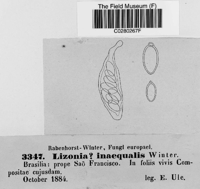 Botryostroma inaequale image