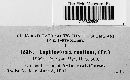 Lophiostoma caulium image