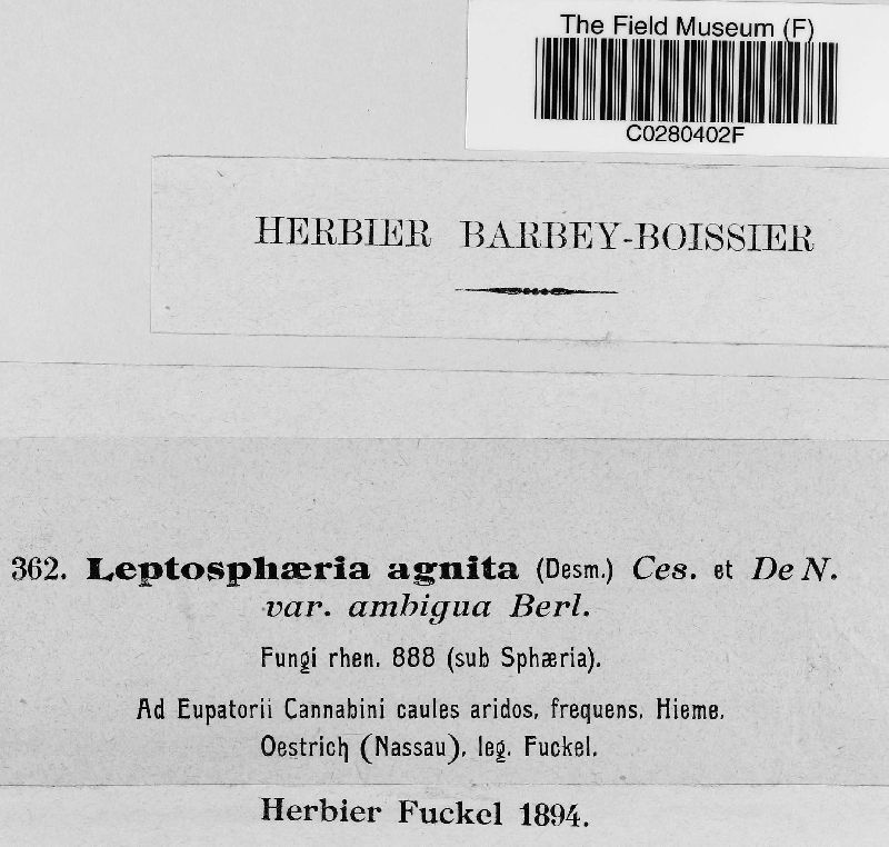 Leptosphaeria agnita var. ambigua image