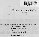 Leptosphaeria agnita var. ambigua image