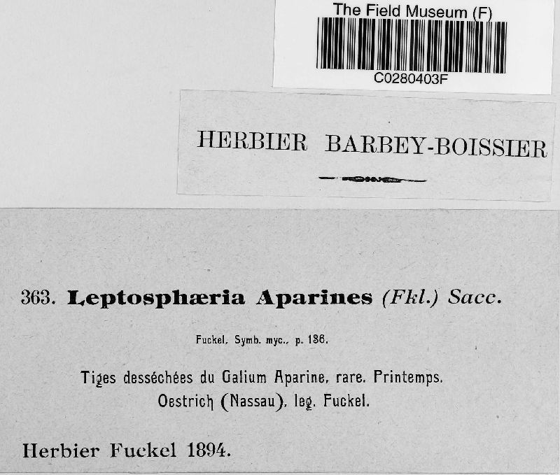 Leptosphaeria aparines image