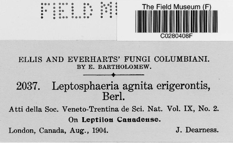 Leptosphaeria agnita image