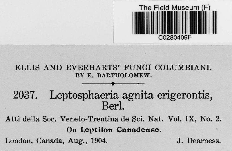 Leptosphaeria agnita var. erigerontis image