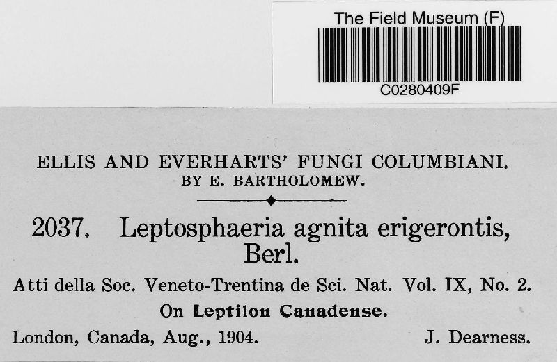 Leptosphaeria agnita image