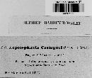 Leptosphaeria castagnei image