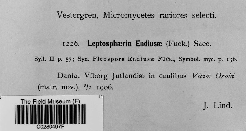 Leptosphaeria endiusae image
