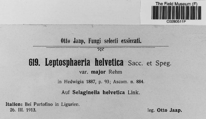 Leptosphaeria helvetica var. major image