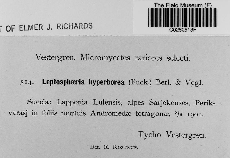 Leptosphaeria hyperborea image