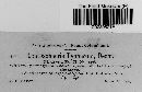 Leptosphaeria typharum image