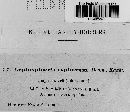 Leptosphaeria typharum image