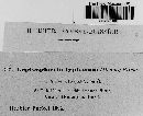 Leptosphaeria typharum image