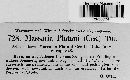 Massaria platani image