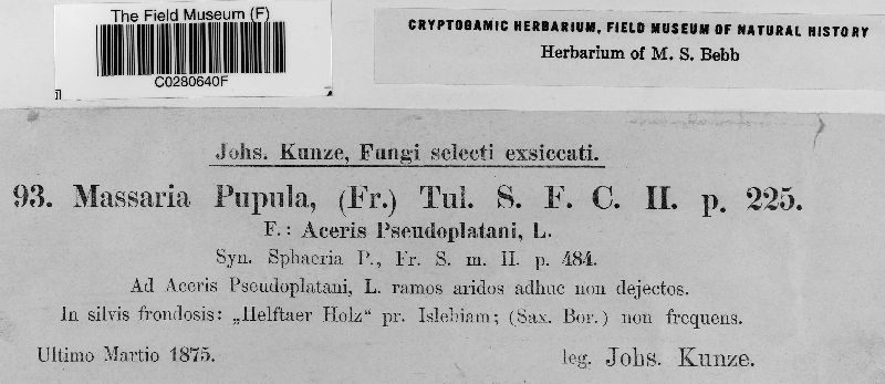 Splanchnonema pupula image