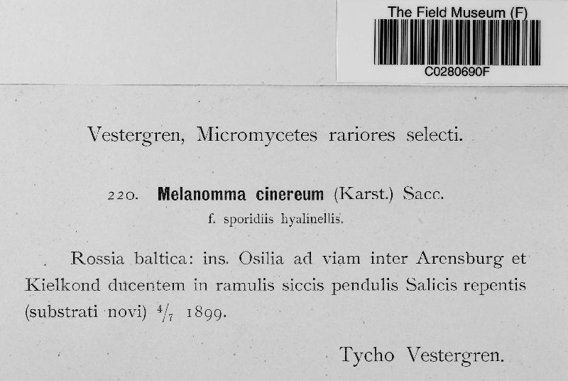 Melanomma cinereum image