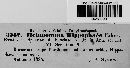 Melanomma hippophaës image
