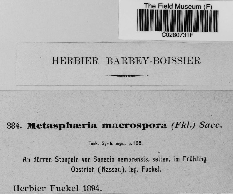 Metasphaeria macrospora image