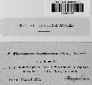 Pleospora herbarum image