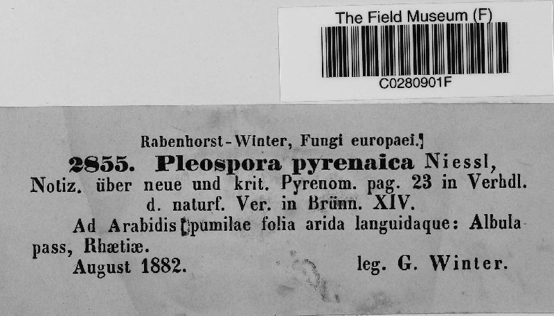 Pleospora pyrenaica image