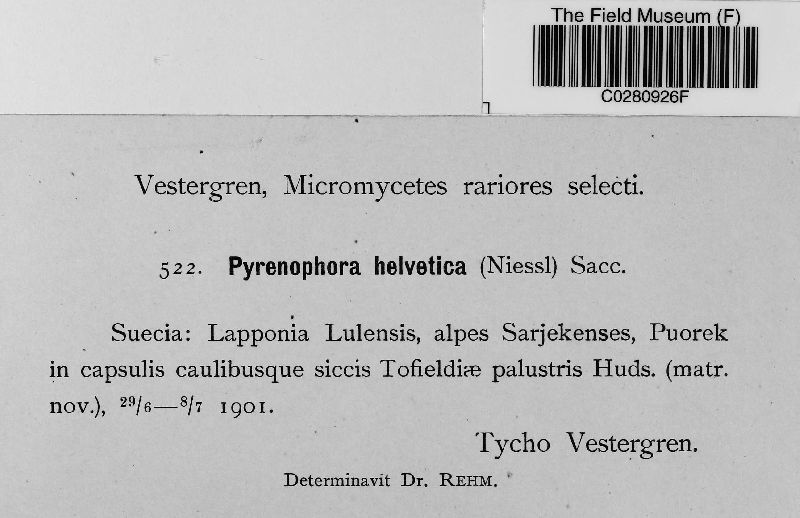 Pyrenophora helvetica image