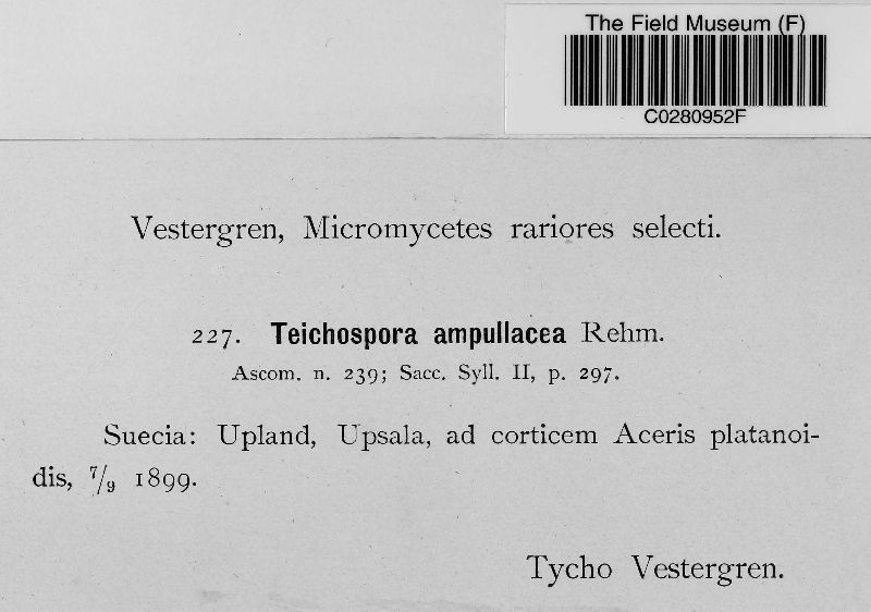 Teichospora ampullacea image