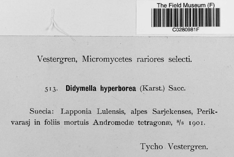 Didymella hyperborea image