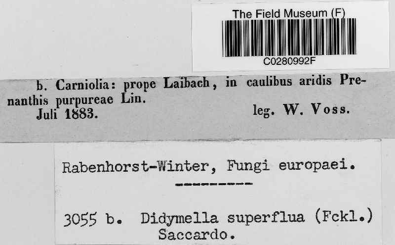Mycosphaerella superflua image