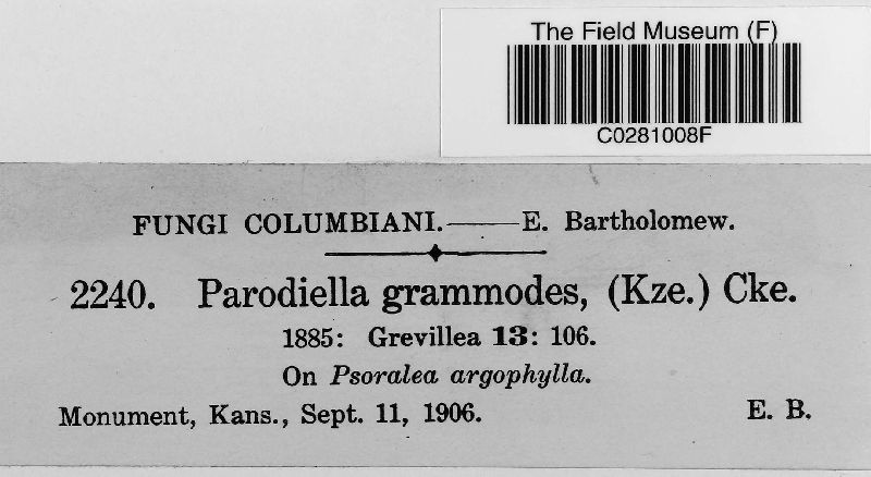 Pseudomeliola grammodes image