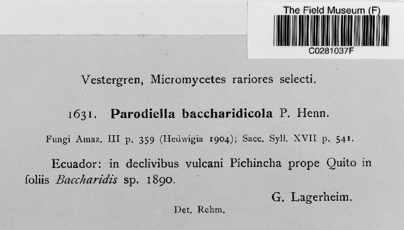 Parodiellaceae image