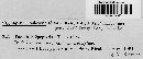 Image of Parodiella spegazzinii