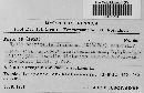 Image of Hysteropezizella diminuens