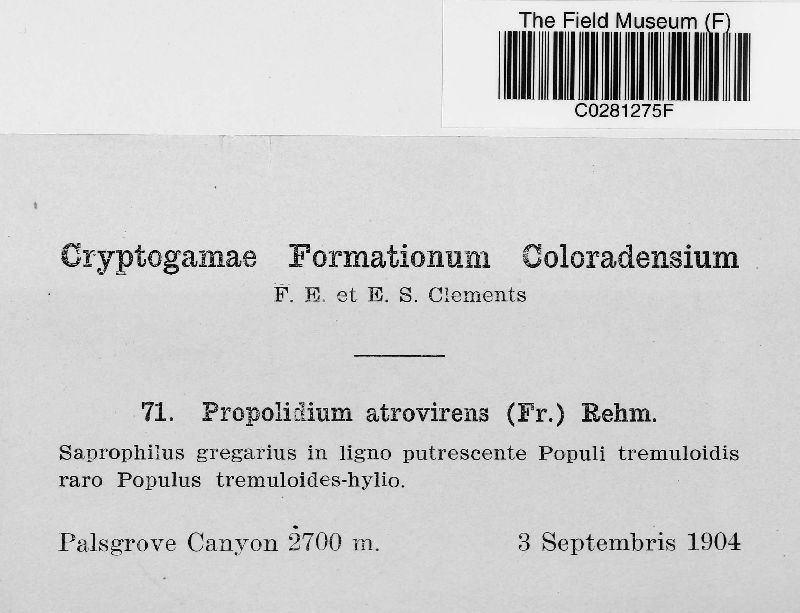 Propolidium atrovirens image
