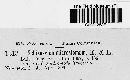 Schizoxylon microstomum image