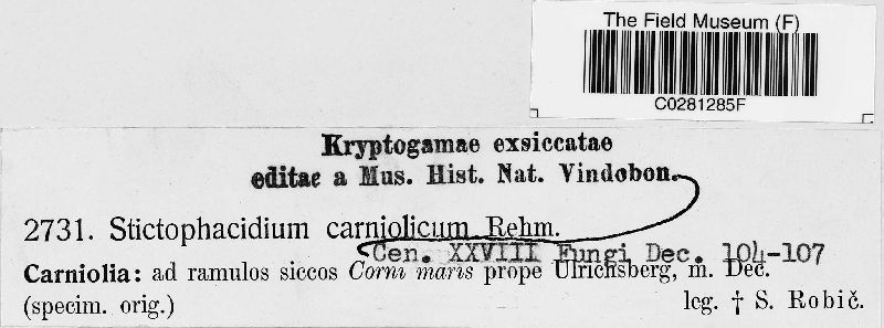 Stictophacidium carniolicum image