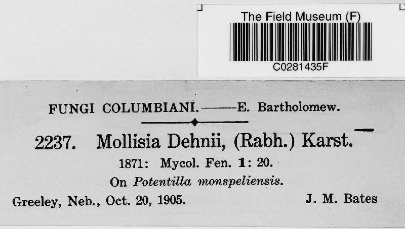 Mollisia dehnii image