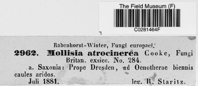 Mollisia atrocinerea image