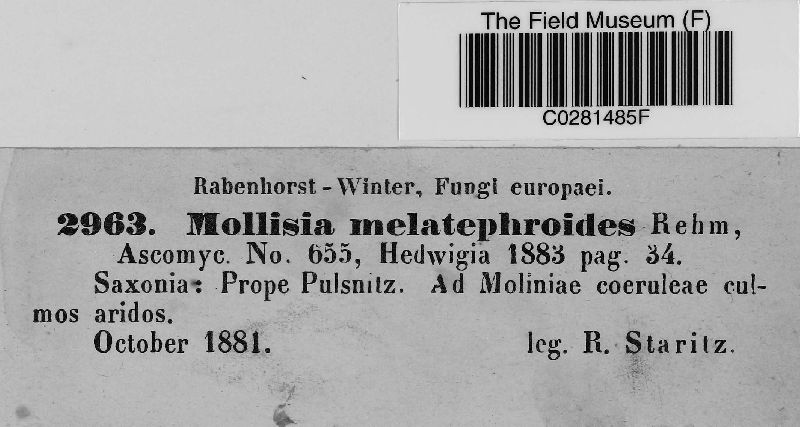 Mollisia melatephroides image